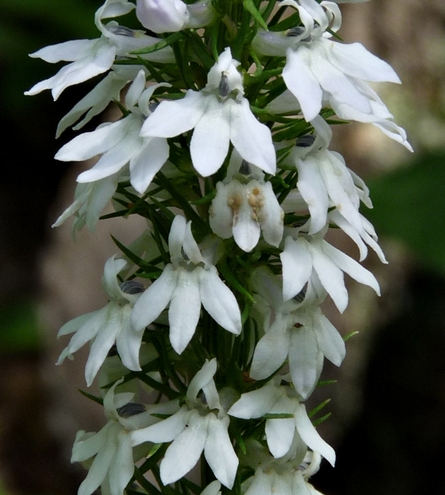 {Lobelia spicata}